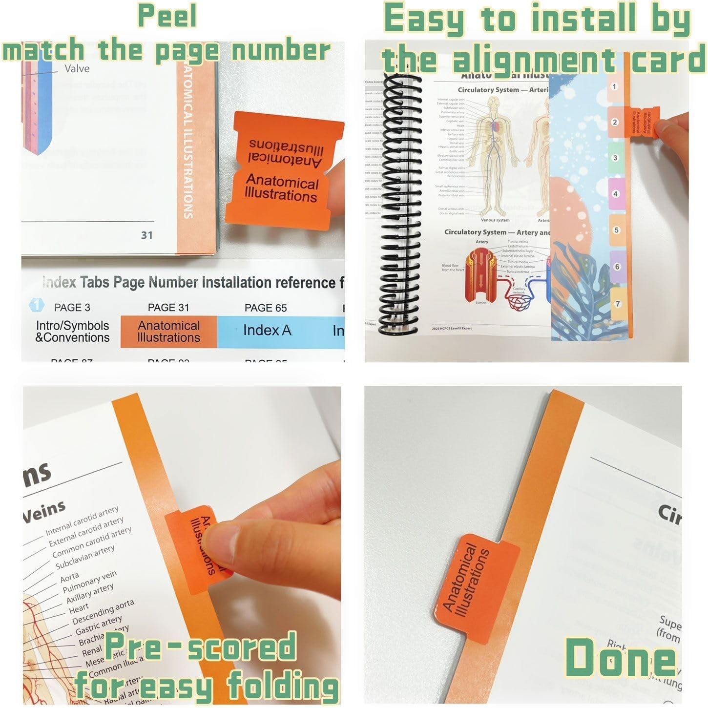 Durable Laminated PVC Medical Coding Tabs for 2026 CPT ICD-10 HCPCS Books